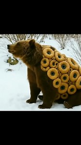 48K views · 333 reactions | “Encounter with a mutant bear!  樂A creature I shouldn’t have seen…”#bear #mutant #horror #explore | Rainbow after the storm | Facebook