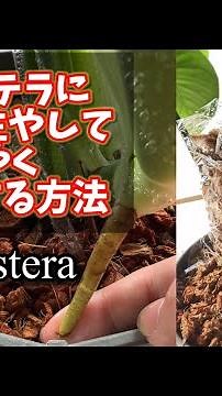 How to Grow Aerial Roots on Your Monstera and Make It Grow Faster #houseplants #houseplants #mons...