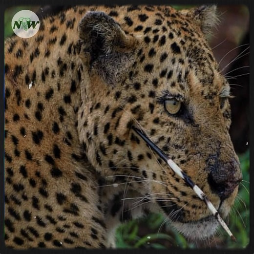 In the heart of kruger national park, a quiet moment unfolded between a lone traveler and a majestic leopard, a silent exchange that went beyond words. in that fleeting encounter, there was a lesson about the wild’s raw beauty and the fragile balance we often overlook. it was a reminder that sometimes, the most profound insights come not from conquering nature, but from humbly witnessing its grace.—[Full story in 𝗰𝗼𝗺𝗺𝗲𝗻𝘁]👇 | Nature and Wildlife TV