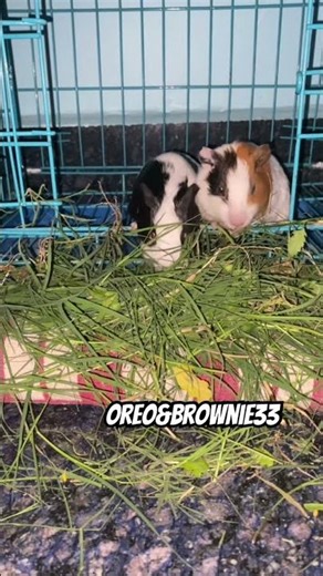 Video 33 Oreo&Brownie🐹 || eating grass #guineapig #OreoBrownie33#oreoandbrownie#shorts #ytshorts