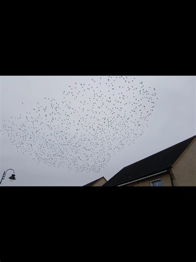 Mesmerizing Starling Sky Dance: A Nature's Show