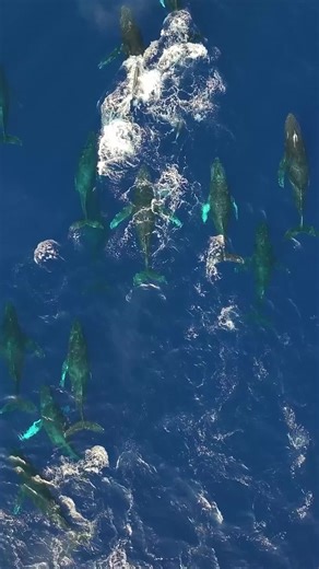 A nature showdown! A competition pod is one of the most exciting behaviors to witness during whale season, and we are thrilled to share what we observed! #whales #humpbackwhales #comppod #visitmaui #explorehawaii