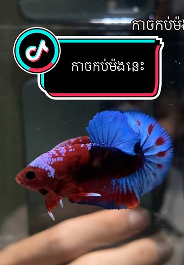Exploring the Magic of Betta Fish in Cambodian Aquariums