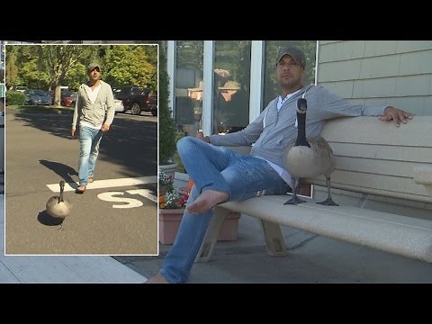 Man Adopts Abandoned Goose Who Now Acts Just Like a Dog