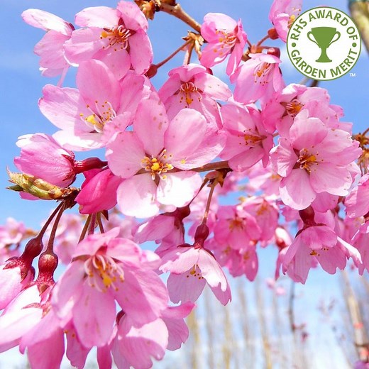 Prunus pendula Pendula Rubra | Weeping Cherry Tree | Ornamental Trees