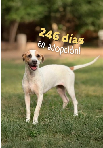❤️‍🩹 Melody sigue esperando una oportunidad! ¿Te interesa adoptarla? Escríbeme al interno para enviarte su formulario de adopción 🙏 Melody fue utilizada para “cuidar” un terreno invadido, pasó meses encerrada, sin alimento ni agua a su alcance. Personas de alrededor le arrojaban comida cuando podían… hasta que un día dejó de dar señales de vida. Con miedo, lograron entrar y la encontraron postrada, sin fuerzas siquiera para mantenerse de pie. Cuando llegó al refugio, Melody estaba aterrada: el