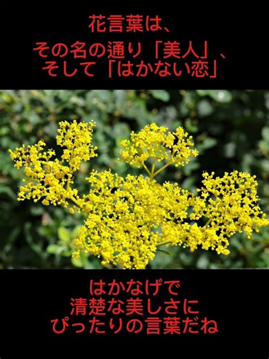 #誕生花 ＃10月6日 #オミナエシ #花言葉 #植物 #ガーデニング #flower