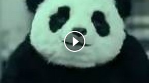 Never say no to a PANDA !!!