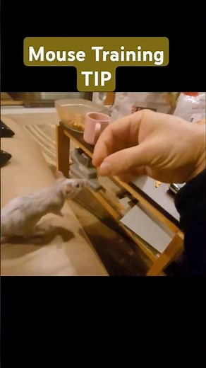Mouse Training Tip