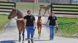 MYSTERY OF SICK FOALS: Was fracking to blame on PA farm?