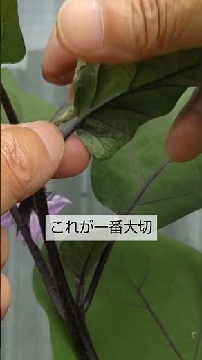 6/18ナスの芯止め 全体を小さく育てて確実に収穫 プランター栽培ではこれが一番大切 詳しく説明していますのでYouTubeの同じタイトルの本編も見て下さい🙇‍♂️