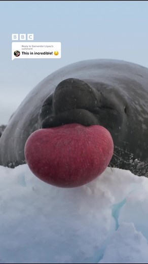 The World's Strangest Mating Techniques Revealed on Frozen Planet II
