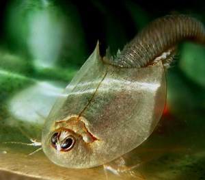 Triops - Alchetron, The Free Social Encyclopedia