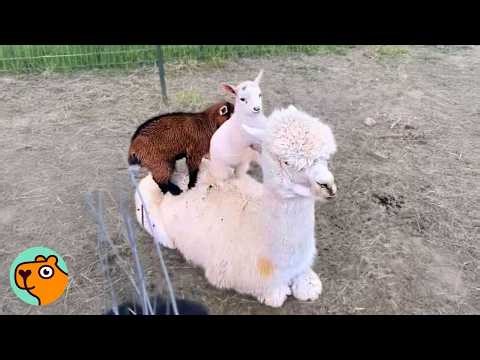 Baby Goats Surprise People With Their Alpaca Nanny | Cuddle Buddies