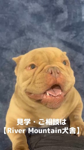 恵比寿グルメ｜京都グルメ on Instagram: "【エキゾチックブリー 子犬ご家族募集中】 むっちり体型と短足、表情豊かな“ぶさかわ”が魅力のエキゾチックブリー。 River Mountain犬舎では、健康管理を徹底し、広々とした環境でのびのび育てています。 📌見学・ご相談は Instagram DM またはプロフィールの公式サイトからどうぞ。 「初めてで不安…」という方も、飼育準備から丁寧にご案内します☺️ 【River Mountain犬舎】 @rivermountain1666 📞080-4410-1666 📍〒300-4403 茨城県桜川市真壁町長岡550-2 ⏱ 10:00〜18:00 #エキゾチックブリー #エキゾチックブリーブリーダー #茨城県ブリーダー"