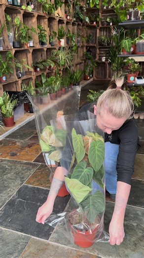 Philodendron Splendid: The Luxurious Statement Plant