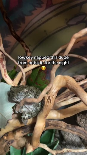 Jermaine Frog: An Unexpected Night Adventure