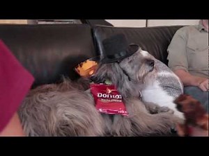 Dogs vs Robots - Doritos Spec Commercial