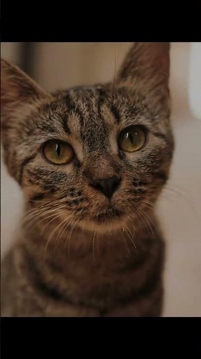 Unlocking Cat Language: 100+ Sounds Your Kitty Uses!