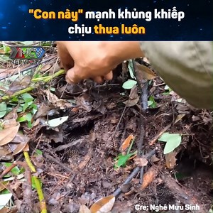 1.9M views · 3.8K reactions | Con này mạnh dữ chịu thua luôn Nguồn: Nghề Mưu Sinh Bản quyền được bảo vệ và quản lý bởi MCV Network #MCVNetwork #MCVGroup #MCVMedia #NgheMuuSinh #NWT #netbiz #SpeedCouple #Viber #MCNYoutube | P336 Band | Facebook