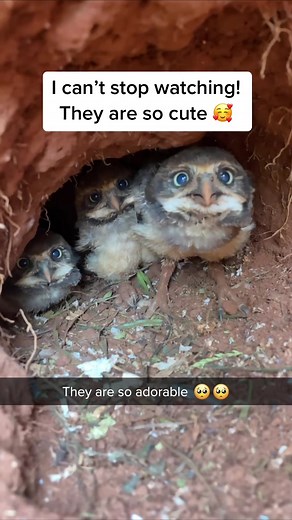 Cute Baby Burrowing Owls Compilation