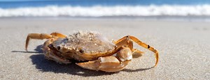 Le p'tit crabe • Chanson pour PS • Maternelle de Bambou