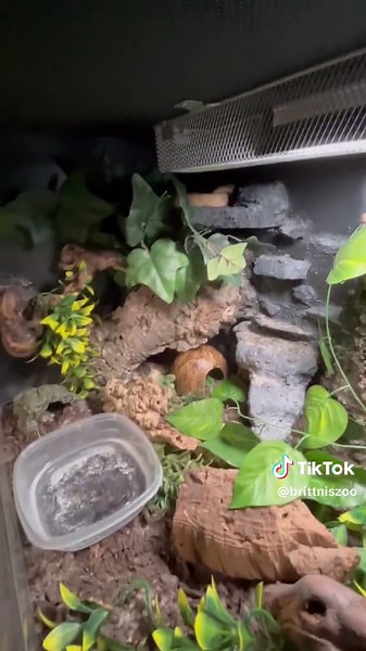 Reptile Room Tour: Snake, Lizard & Tegu Enclosures