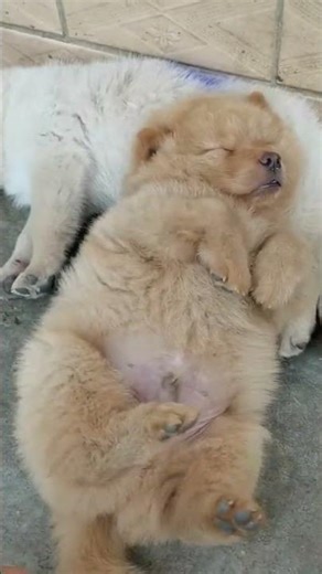 Cutest Baby Animals Ever! 🐾 Newborns Being Adorably Funny #287