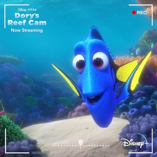 6.6K views · 194 reactions | Tune in to Dory’s Reef Cam and watch these fish just keep swimming. Dory’s Reef Cam is now streaming on #DisneyPlus.  | Disney+ | Facebook