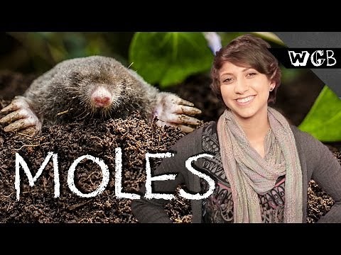 How Do Moles See The World?