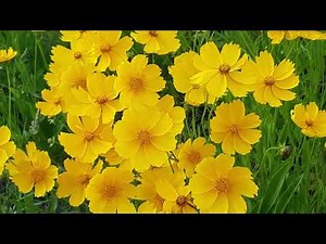 Surah Rahman - Beautiful Quran Recitation By Qari Abdul basit