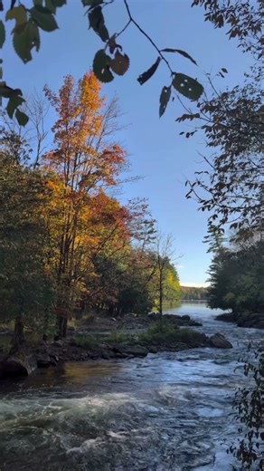 Small River Inside the Jungle | Relaxing Nature Documentary