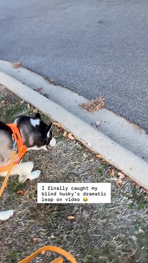 2.2K views · 560 reactions | She’s blind so how does she know??!! 樂 This girl has Google Maps in her brain I swear. I try and switch up our routine but she always knows where we are.  The dramatic leap just proves how confident this little lady is! ‍♀️ #blinddog #huskyconfidence | The Blind Husky | Facebook