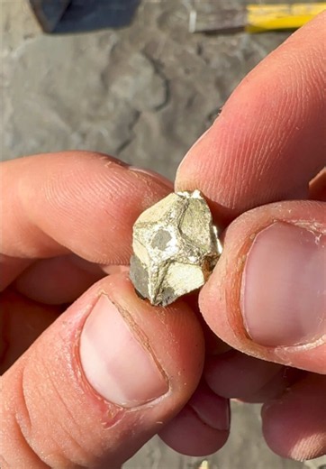 What an incredible discovery! 🤩 We came across multiple stones covered in sparkling iron pyrite crystals along the coast — better known as “fool’s gold”! ✨🏝️ Each one was covered in these amazing golden crystals, making them an incredible sight to find in their natural state. 😍 It’s always exciting to uncover something that looks like treasure straight from the Jurassic Coast! 🌅 Another fascinating piece of prehistoric history saved before it was lost to the sea. 🦕⚒️ A huge thank you for fo
