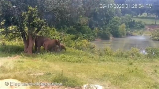 Fun Facts Friday: Elephant Sleep Wild elephants sleep only about four hours per day, often in short intervals, and can go several days without sleep if necessary. They rest both lying down and standing, known as catnapping. Captive elephants tend to sleep for more hours, usually between four and six hours daily. When lying down, they fold their front legs near the chest, tuck their trunk under their chin, and may even snore during deep sleep. In both wild and refuge settings, such as Elephant Re