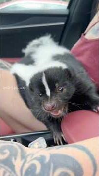 This skunk thinks he runs the house 😂#skunk#animals#wildlife #companionship #whiskers