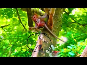 Awhe..! So Breaking Heart..! The Tiny Wild Monkey Sliding To F-a-l-l Down The Tree - P-i-ti-f-u-lly