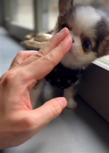 How to play with teacup chihuahua😇😇 | Tiny chihuahua puppies for adoption