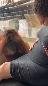 2.7M views · 46K reactions | Orangutan is mesmerized by woman's pregnant belly! ❤️ ViralHog | MetDaan Animals | Facebook