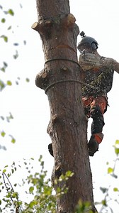 22K views · 230 reactions | We have been providing arborists, climbers and foresters with protective chainsaw equipment for over 30 years. #livethetreelife #arborist #arbortec #treeworker | Arbortec Forestwear | Facebook