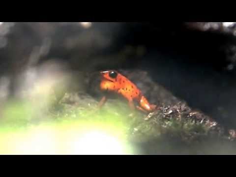 Strawberry Poison Frog croaking.イチゴヤドクガエルの鳴き声。