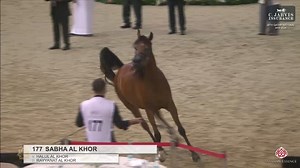 2K views · 69 reactions | 28th Qatar National AHS 2025 Fillies 3 Years Old (Class 5) 1 st Place goes to Filly number 177 – SABHA AL KHOR with a ttotal score of 91.20 Birth: 12/10/2021 (QA) Color: Bay Sire: HALUL AL KHOR Dam: RAYYANAT AL KHOR Breeder: Al Khor Stud (QA) Owner: Al Dawasir Stud (QA) Handler: TOUZRI ABDELHAK | Arabian Essence di Elvis Giughera | Facebook