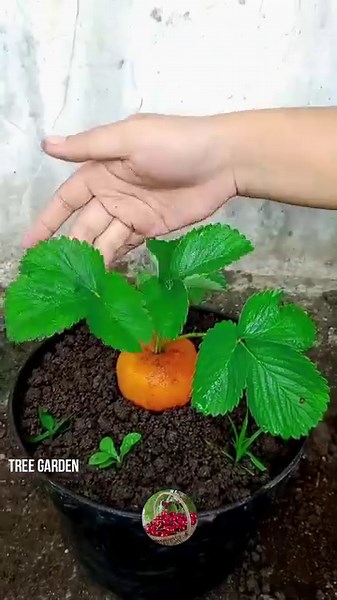 12K views · 175 reactions | Quick and easy method for growing and planting hybrid fruit trees of orange and strawberry. #garden #gardening #bhfyp #nutrition #fruitlover #fruits #fitness #fruitgarden #shortsfeed #instagram #tree #fruittree #fruittrees #grafting #reelsvideo #shortsreels #shortsviral #garden #shortsvideo #satisfying #fruit #shots #reelsfb #fruitsalad #freshfruit #agriculture #trees | Tree Garden | Facebook
