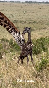 Newly born giraffe calf, starting to practice to walk | Dennis Koshal