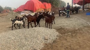 Goat Kids Playing // بکریوں کے کھیلتے ھوئے بچے | Goat Land Farms