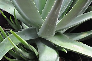Aloe Vera Gel Turned Purple in Fridge : Causes and Consequences