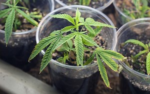 Does cloning ruin cannabis strains over time?