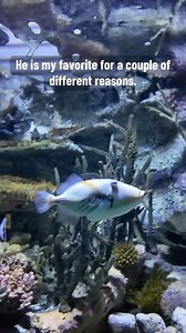 8.2K views · 91 reactions | Andrea doesn’t know art, but she does know Picasso triggerfish! | National Aquarium | Facebook