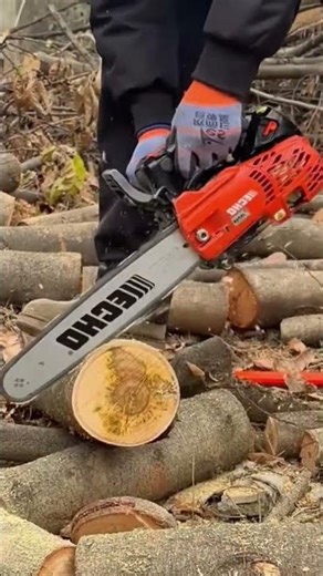 Tree Slice Cutting with Chainsaw