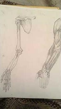 Anatomy For The Artist!